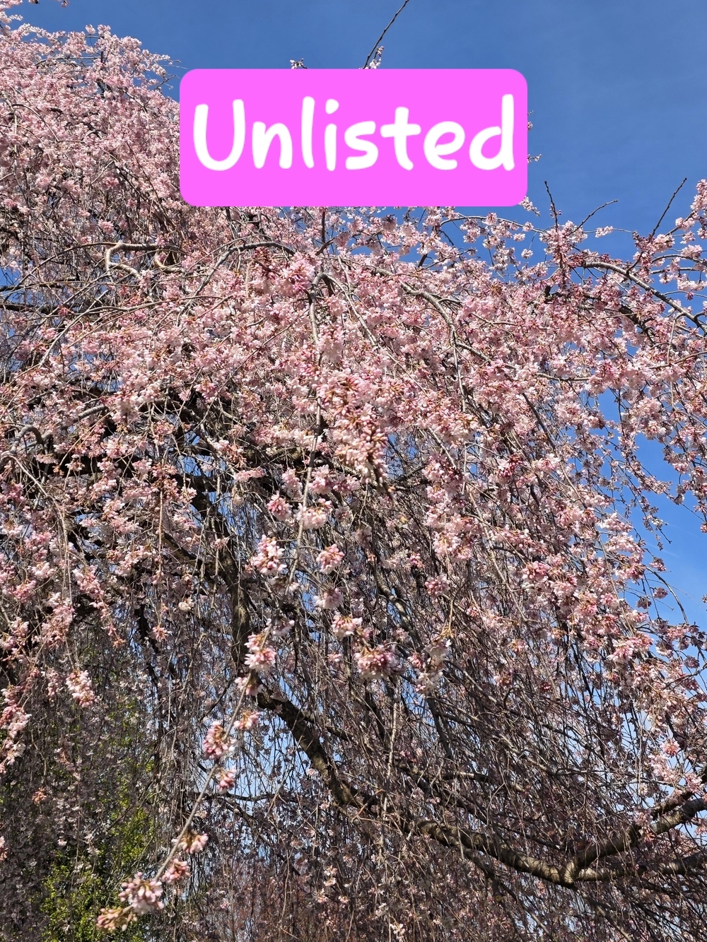 Unlisted Inventory For Sun, April 12